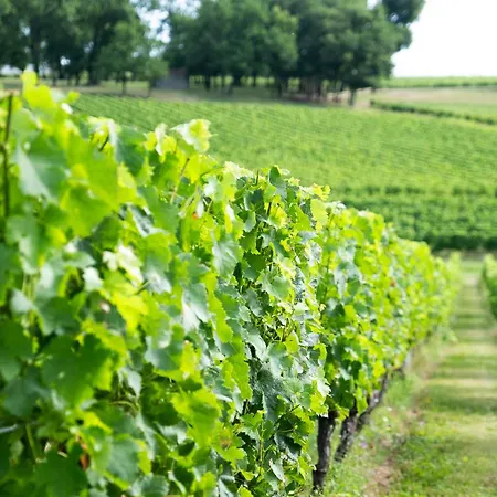 Au Des Vignes Montagne (Gironde)